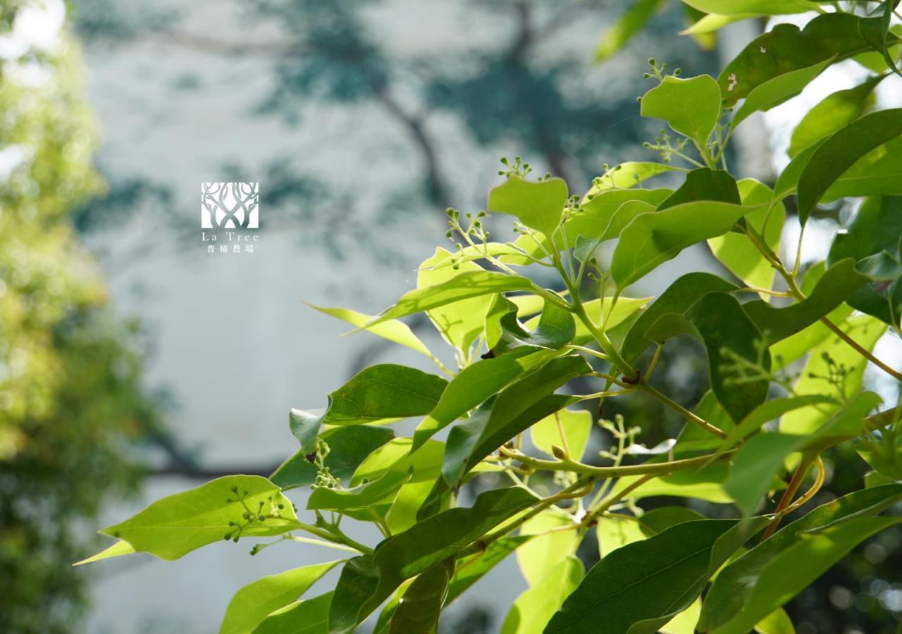 Apartmán La Tree 普椿農場木子莊園 Donghe Exteriér fotografie