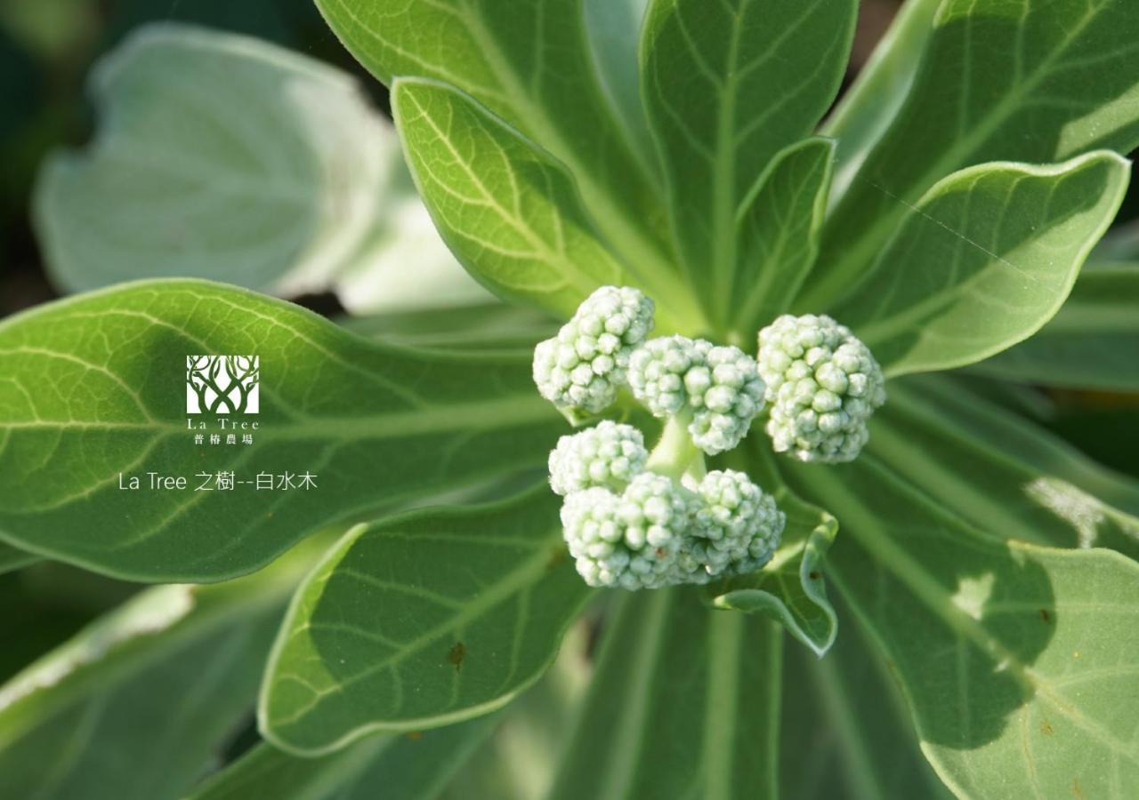 Apartmán La Tree 普椿農場木子莊園 Donghe Exteriér fotografie